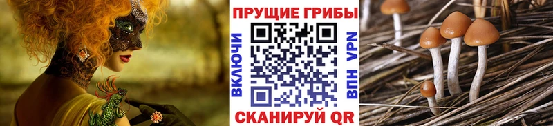 Купить  Советский  Псилоцибиновые грибы Cubensis 